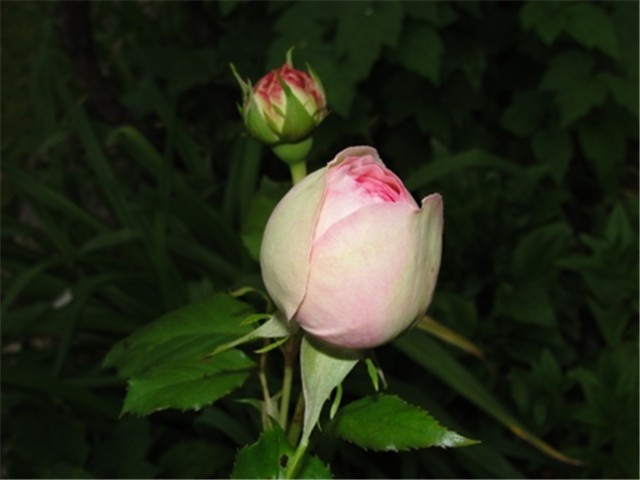 edenrose